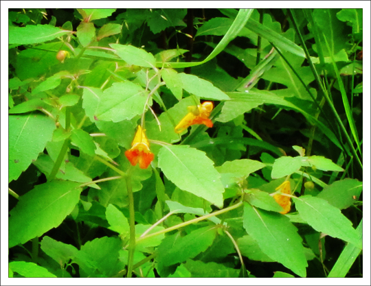 Adirondack Wildflowers:  Spotted Touch-Me-Not (Impatiens capensis) on the Jenkins Mountain Trail at the Paul Smiths VIC (27 July 2011)