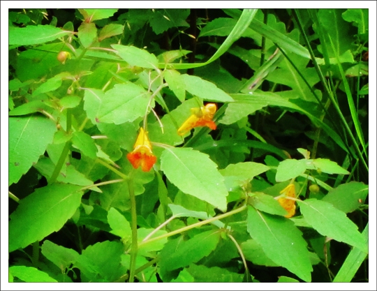 Adirondack Wildflowers: Spotted Touch-Me-Not (Impatiens capensis) on the Jenkins Mountain Trail at the Paul Smiths VIC (27 July 2011) Adirondack Wildflowers: Spotted Touch-Me-Not (Impatiens capensis) on the Jenkins Mountain Trail at the Paul Smiths VIC (27 July 2011)