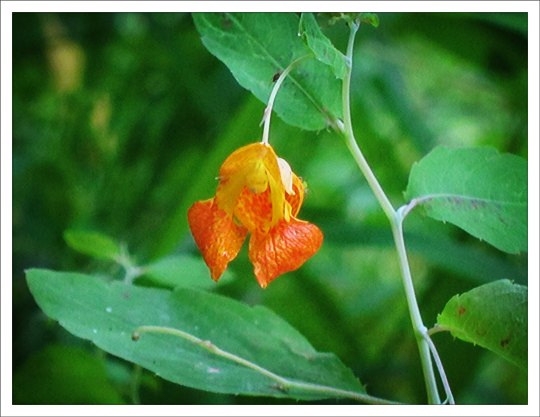 Adirondack Wildflowers:  Spotted Touch-Me-Not (Impatiens capensis) on the Black Pond Trail at the Paul Smiths VIC (16 August 2012)