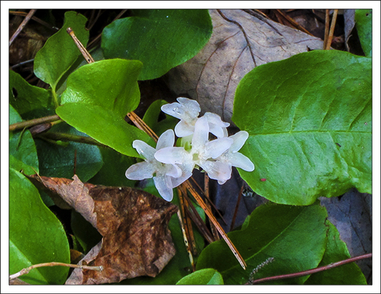 Wildflowers of the Adirondack Mountains: Trailing Arbutus (Epigaea repens) on the Heron Marsh Trail at the Paul Smiths VIC (12 May 2013) Wildflowers of the Adirondack Mountains: Trailing Arbutus (Epigaea repens) on the Heron Marsh Trail at the Paul Smiths VIC (12 May 2013)