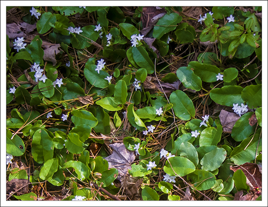Adirondack Wildflowers:  Trailing Arbutus (Epigaea repens) on the Heron Marsh Trail at the Paul Smiths VIC (8 May 2013)