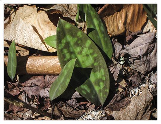 Adirondack Wildflowers:  Mottled leaves of the Trout Lily on the Jenkins Mountain Trail at the Paul Smiths VIC (1 May 2013)
