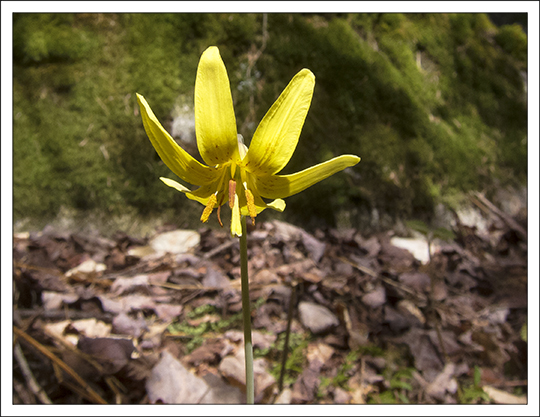 Wildflowers of the Adirondack Mountains:  Trout Lily (Erythronium americanum) on the Boreal Life  Trail at the Paul Smiths VIC (4 May 2013)