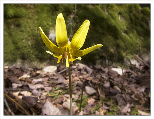 Wildflowers of the Adirondack Mountains: Trout Lily (Erythronium americanum) on the Boreal Life Trail at the Paul Smiths VIC (4 May 2013) Wildflowers of the Adirondack Mountains: Trout Lily (Erythronium americanum) on the Boreal Life Trail at the Paul Smiths VIC (4 May 2013)