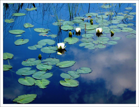 Adirondack Wildflowers:  White Water-Lily on Heron Marsh at the Paul Smiths VIC (5 July 2011)