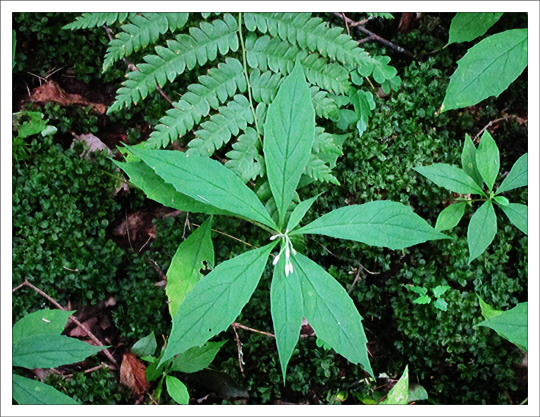 Adirondack Wildflowers:  Whorled Wood Aster in bud on the Boreal Life Trail at the Paul Smiths VIC (28 July 2012)