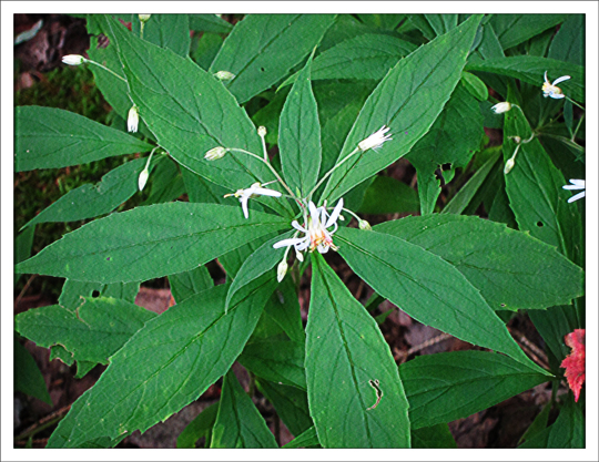 Adirondack Wildflowers: Whorled Wood Aster blooming on the Woods and Waters Trail at the Paul Smiths VIC (16 August 2012) Adirondack Wildflowers: Whorled Wood Aster blooming on the Woods and Waters Trail at the Paul Smiths VIC (16 August 2012)