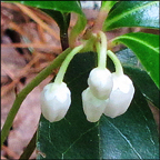 Adirondack Wildflowers:  Wintergreen in bloom on the Heron Marsh Trail at the Paul Smiths VIC (19 July 2012)