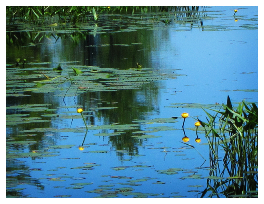 Adirondack Wildflowers:  Yellow Pond Lily (Nuphar lutea) on the Silviculture Trail at the Paul Smiths VIC (28 June 2012)