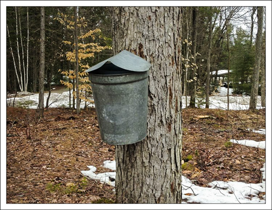 Sugar Maple at the Paul Smiths VIC Sugar Maple at the Paul Smiths VIC