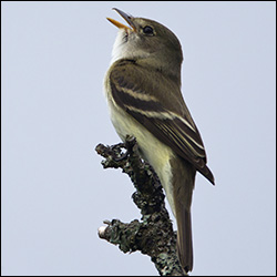 Boreal Birds of the Adirondacks: Alder Flycatcher.  Photo by Larry Master. www.masterimages.org