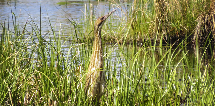 Boreal Birds of the Adirondacks: American Bittern on Heron Marsh (31 May 2014)