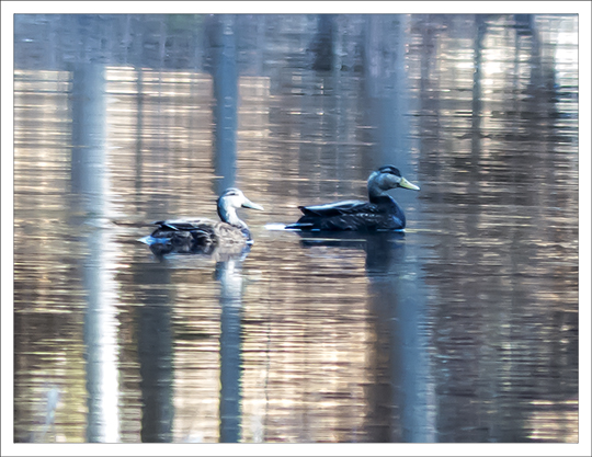 Birds of the Adirondacks: American Black Ducks on Black Pond at the Paul Smiths VIC (23 April 2013) Birds of the Adirondacks: American Black Ducks on Black Pond at the Paul Smiths VIC (23 April 2013)