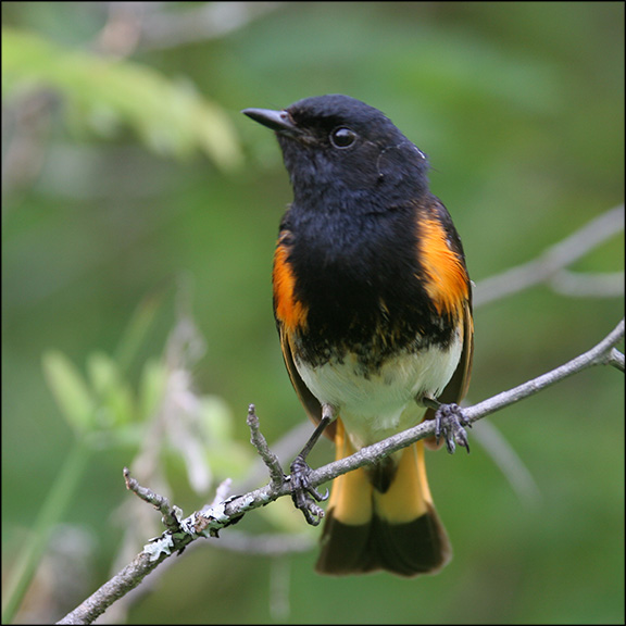 Birds of the Adirondacks: American Redstart at Intervale Lowlands. Photo by Larry Master. www.masterimages.org.  Used by permission