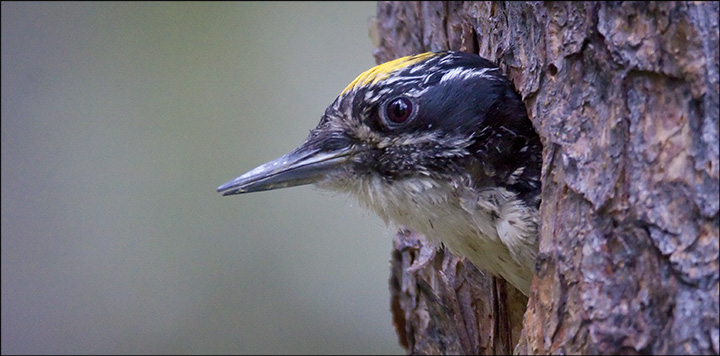 Boreal Birds of the Adirondacks: American-three-Toed Woodpecker. Photo by Larry Master. www.masterimages.org Boreal Birds of the Adirondacks: American-three-Toed Woodpecker. Photo by Larry Master. www.masterimages.org