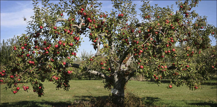 Apple Tree Pruning Demonstration