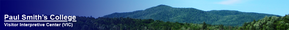 Saint Regis Mountain from the Barnum Brook Trail (June 2012)