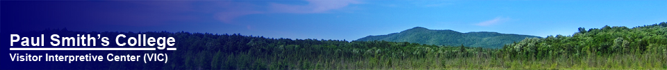 Paul Smith's College VIC -- Saint Regis Mountain from the Barnum Brook Trail (14 June 2012)