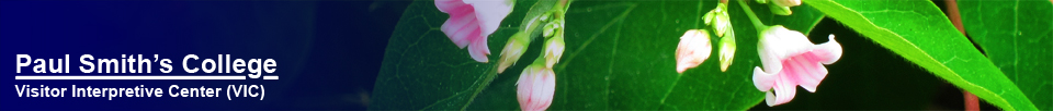 Adirondack Wildflowers:  Spreading Dogbane near the Paul Smiths VIC building (16 June 2012)