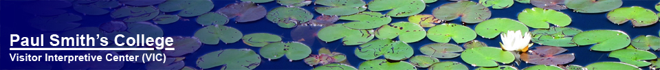 Adirondack Wildflowers:  White Water-lily on Heron Marsh at the Paul Smiths VIC (28 June 2012)