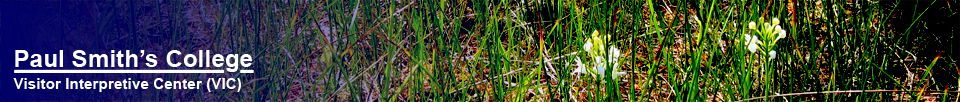 Adirondack Wildflowers:  White Fringed Orchid (Platanthera blephariglottis) blooming on Barnum Bog at the Paul Smiths VIC (7 July 2012)