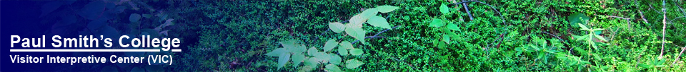 Creeping Snowberry along the Boreal Life Trail at the Paul Smiths VIC