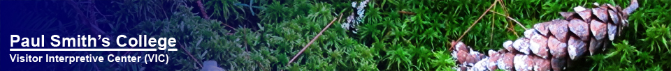 Paul Smiths Visitor Interpretive Center (VIC) --  Moss and Pine Cone on the Boreal Life Trail (28 July 2012)