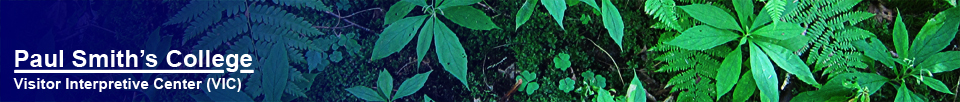 Paul Smiths Visitor Interpretive Center (VIC) -- Whorled Wood Aster and Ferns on the Boreal Life Trail (30 July 2012)