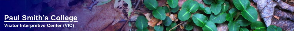 Adirondack Wildflowers: Partridge Berry on the Woods and Waters Trail (16 August 2012)