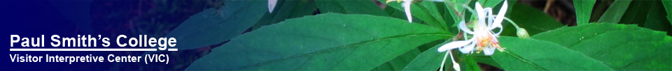 Adirondack Wildflowers: Whorled Wood Aster on the Woods and Waters Trail (16 August 2012)