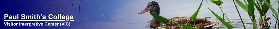 Birds of the Adirondacks:  Mallard on Heron Marsh at the Paul Smiths VIC (8 AUgust 2012)