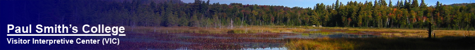 Heron Marsh at the Paul Smiths VIC