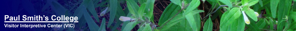 Adirondack Wildflowers:  Cow-wheat (Melampyrum lineare) at the Paul Smiths VIC (18 July 2012)