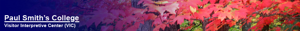 Jeri Wright:  Red Maple Panorama.  Copyright Jeri Wright.  Used by permission.