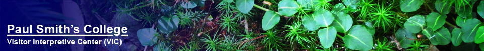 Wildflowers of the Adirondack Mountains:  Partridgeberry and Hair Cap Moss on the Barnum Brook Trail at the Paul Smiths VIC (19 September 2012)