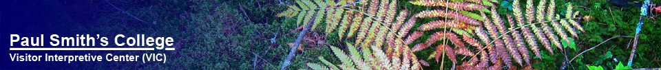 Adirondack Wetlands:  Cinnamon fern in the swampland near Barnum Bog (22 September 2012)