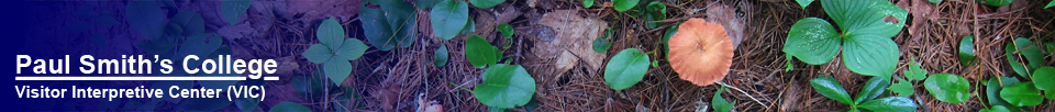 Mushrooms of the Adirondacks: Laccaria on the Heron Marsh Trail at the Paul Smiths VIC (8 August 2012)