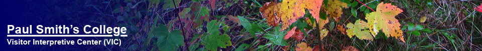 Trees of the Adirondacks:  Maple leaves (26 September 2012)