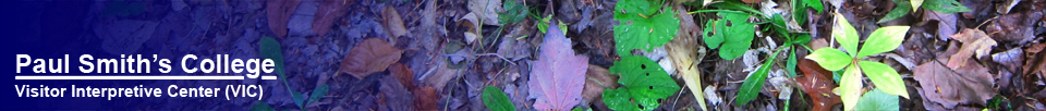 Wildflowers of the Adirondacks: Starflower (26 September 2012)