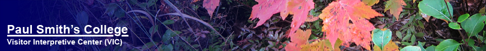 Paul Smiths Visitor Interpretive Center (VIC) -- Maple Leaf (26 September 2012)