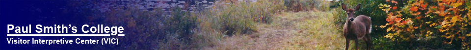 Mammals of the Adirondacks: White-tailed Deer on the Heron Marsh Trail (1999)