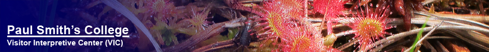 Adirondack Wildflowers: Roundleaf Sundew on Barnum Bog (28 July  2012)