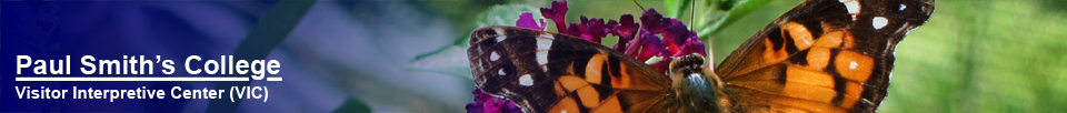 Butterflies of the Adirondack Mountains: American Lady (Vanessa virginiensis) at the Paul Smiths VIC Native Species Butterfly House