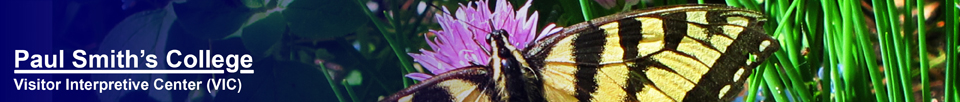 Butterflies of the Adirondack Mountains: Canadian Tiger Swallowtail (Papilio canadensis) at the Paul Smiths VIC Native Species Butterfly House (9 June 2012)