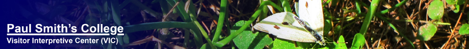 Adirondack Butterflies:  Cabbage White (1 September 2012)