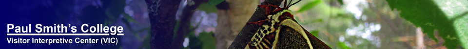 Moths of the Adirondack Mountains: Cecropia Silkmoth (Hyalophora cecropia) in the Paul Smiths VIC Native Species Butterfly House (16 June 2012)