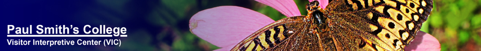 Butterflies of the Adirondack Mountains: Great Spangled Fritillary (Speyeria cybele) in the Paul Smiths VIC Native Species Butterfly House (25 August 2012)