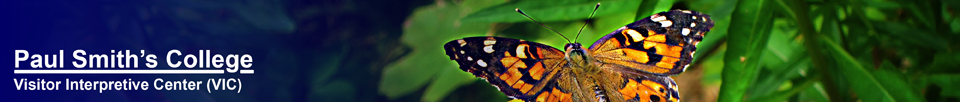 Butterflies of the Adirondack Mountains: Painted Lady (Vanessa cardui) in the Paul Smiths VIC Native Species Butterfly House (19 July 2012)