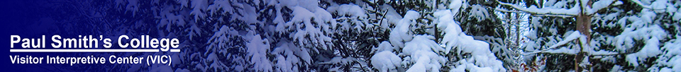 Snow-covered trees at the VIC.  Photo by D. Kirche.  Used by permission.