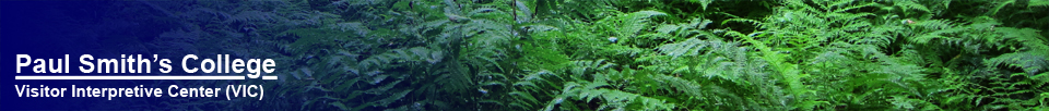 Ferns in a woodland glade at the VIC